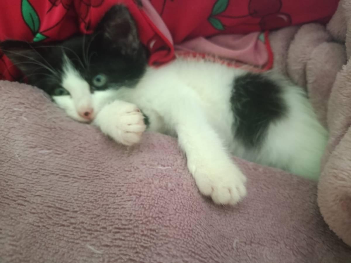 Cia para pets - Loulé - Cuidar tus gatos