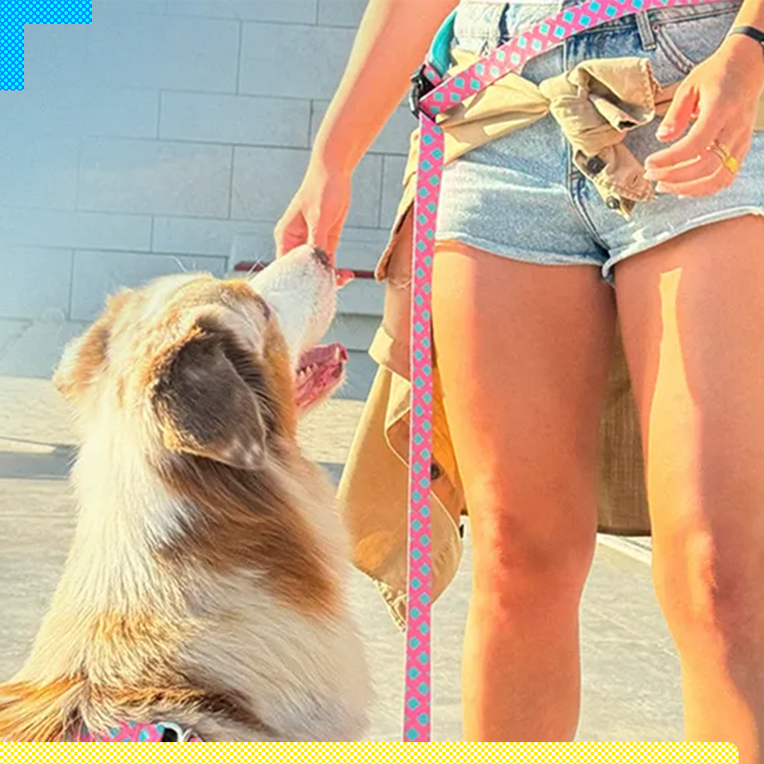 Paya Pets | Boarding & Sitting - Seixal - Pet Sitting