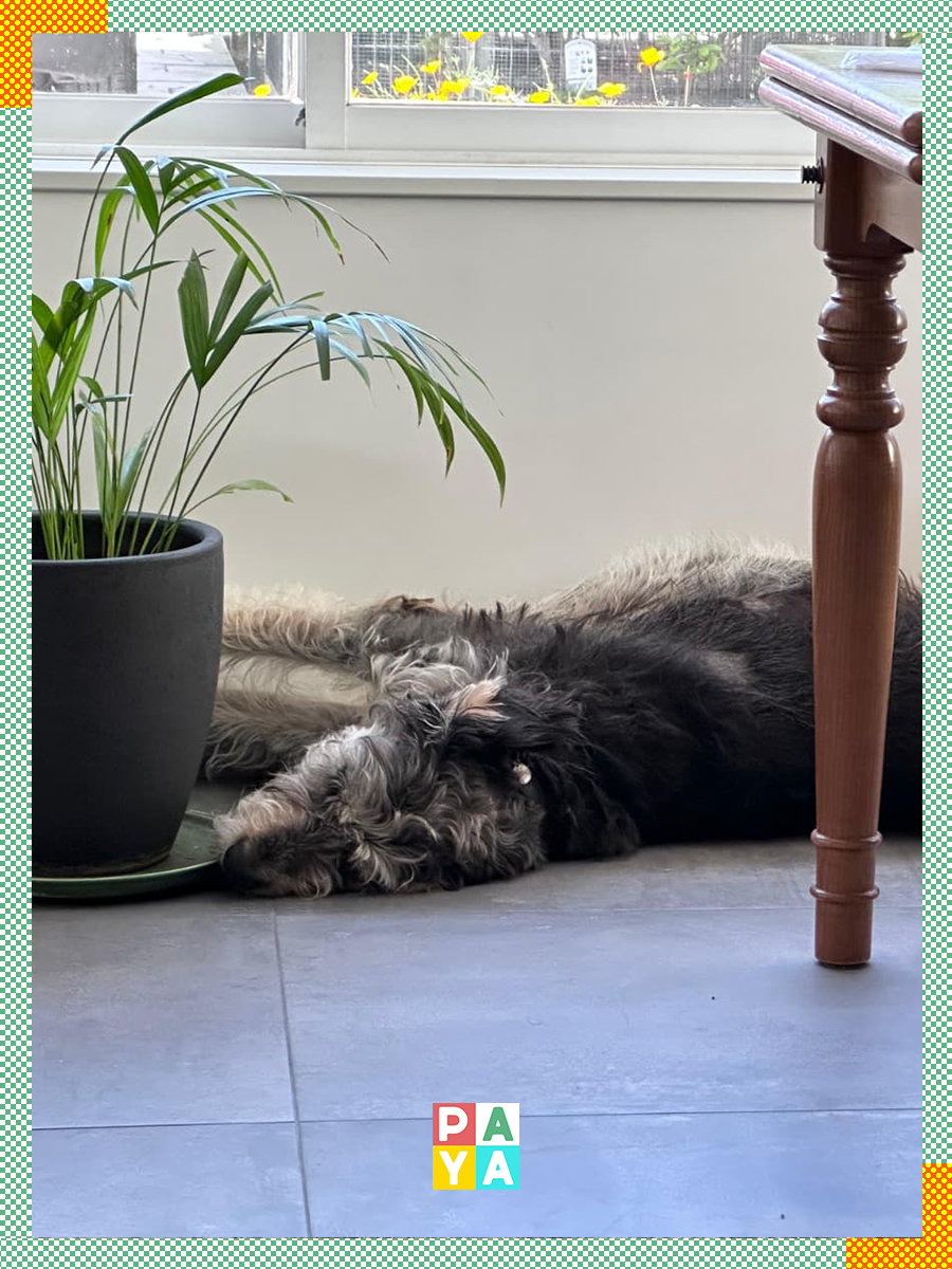 Paya Pets | Boarding & Sitting - Seixal - Tierarzt