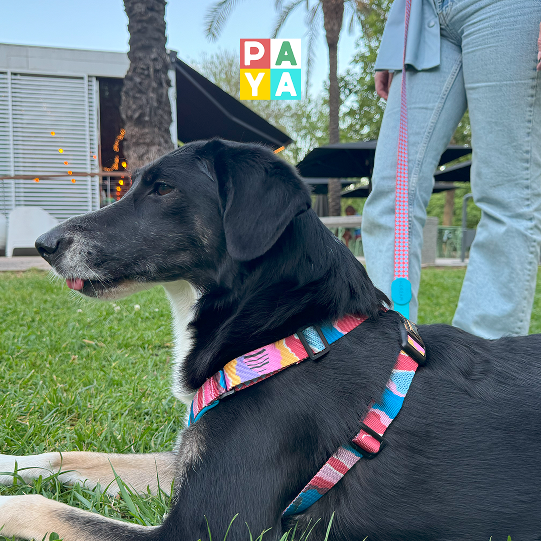 Paya Pets | Boarding & Sitting - Seixal - Hundetagesstätte (Hundesitter)