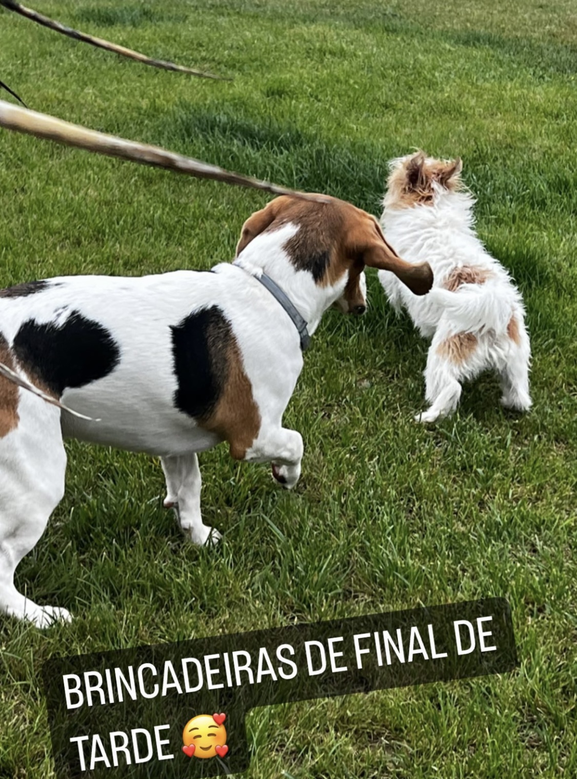 Susana Dogs 🐶🐶 - Sintra - Hotel para Cães