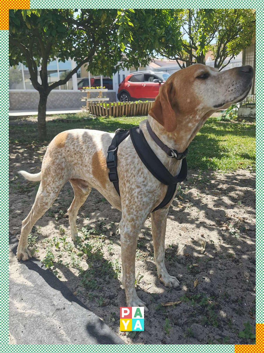 Paya Pets | Boarding & Sitting - Seixal - Hundeausführung