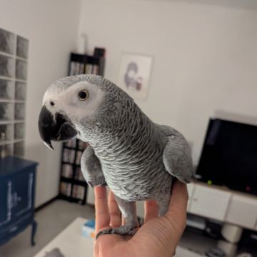 Ricardo - Oliveira de Azeméis - Banhos e Tosquias para Animais