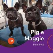 Easy Dogs - Matosinhos - Dog Sitting