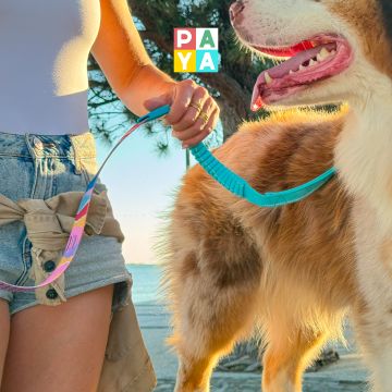 Paya Pets | Boarding & Sitting - Seixal - Katzensitter