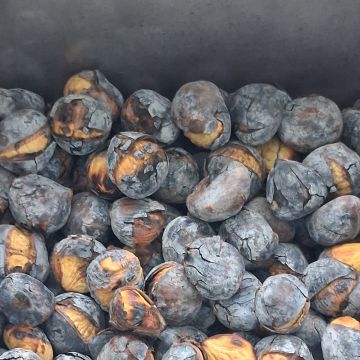 Tinoni eventos - Santa Marta de Penaguião - Espetáculo de Comédia
