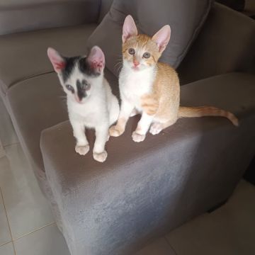 Cia para pets - Loulé - Cuidar tus mascotas