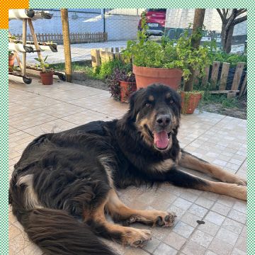 Paya Pets | Boarding & Sitting - Seixal - Katzensitter
