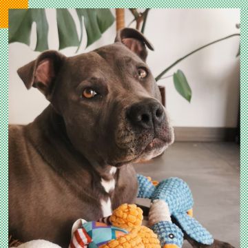 Paya Pets | Boarding & Sitting - Seixal - Haustiere - Pflege