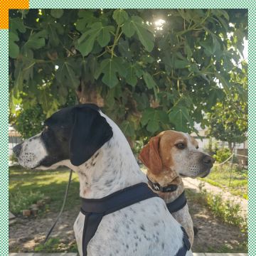 Paya Pets | Boarding & Sitting - Seixal - Hundepension