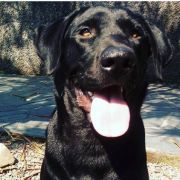 Jota - Pombal - Dog Walking
