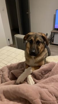 Hotel para Cães