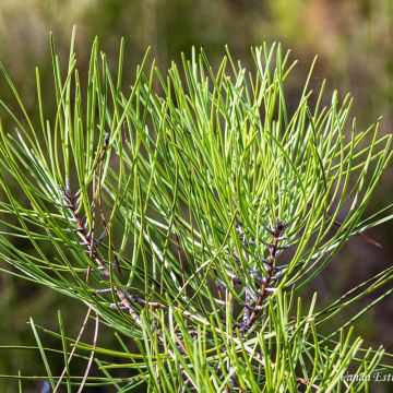 Vanda Estriga - Moita - Real Estate Appraisal