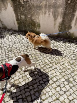 Cuidados para Animais de Estimação - Silva Susana - Sintra