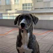 Easy Dogs - Matosinhos - Creche para Cães