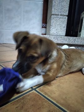 Hundepension