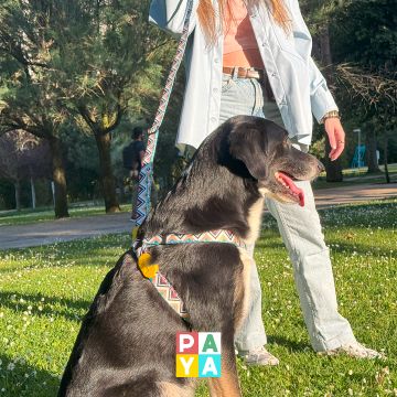 Paya Pets | Boarding & Sitting - Seixal - Hundesitter