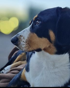 Susana Dogs 🐶🐶 - Sintra - Cuidados para Animais de Estimação