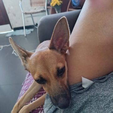 Cia para pets - Loulé - Cuidado de mascotas