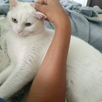 Cia para pets - Loulé - Paseador de perros