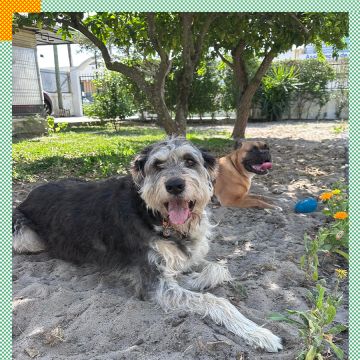 Paya Pets | Boarding & Sitting - Seixal - Haustierbetreuung