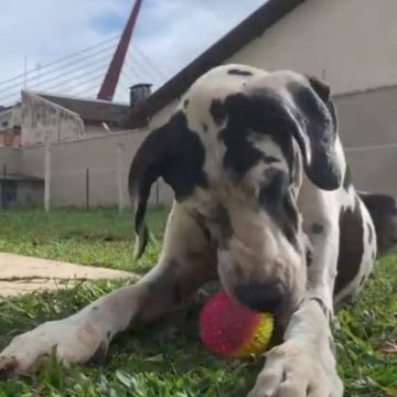 Carine Oliveira - Almada - Hundepension