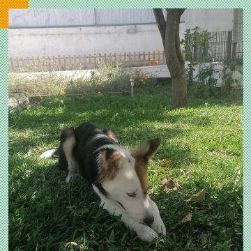 Paya Pets | Boarding & Sitting - Seixal - Tierpension
