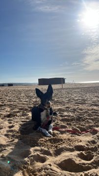 Hotel para Cães