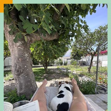 Paya Pets | Boarding & Sitting - Seixal - Hundetagesstätte (Hundesitter)