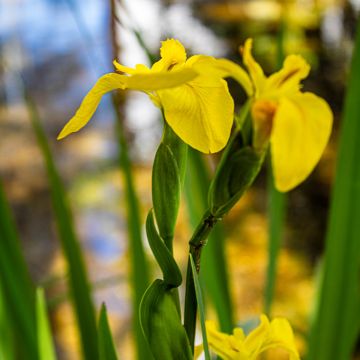 Vanda Estriga - Moita - Real State Marke Studies