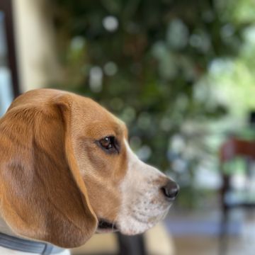 Susana Dogs 🐶🐶 - Sintra - Cuidados para Animais de Estimação