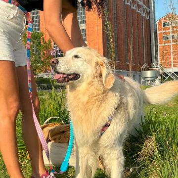 Paya Pets | Boarding & Sitting - Seixal - Haustierbetreuung