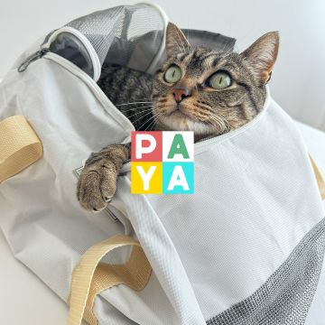 Paya Pets | Boarding & Sitting - Seixal - Katzenpension