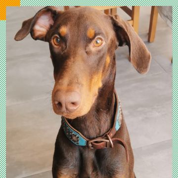 Paya Pets | Boarding & Sitting - Seixal - Hundepension