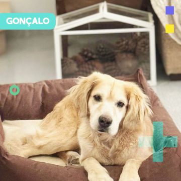 Paya Pets | Boarding & Sitting - Seixal - Katzensitter