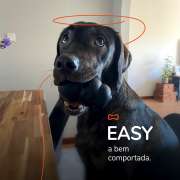 Easy Dogs - Matosinhos - Hotel para Cães