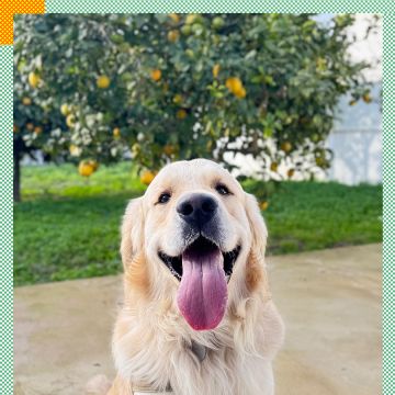 Paya Pets | Boarding & Sitting - Seixal - Tierarzt