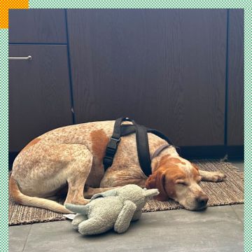 Paya Pets | Boarding & Sitting - Seixal - Haustierbetreuung und Tierpension