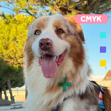 Paya Pets | Boarding & Sitting - Seixal - Hundeausführung