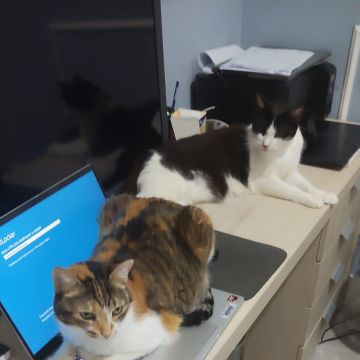 Cia para pets - Loulé - Cuidados y paseos de mascotas