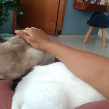 Cia para pets - Loulé - Cuidar tus perros