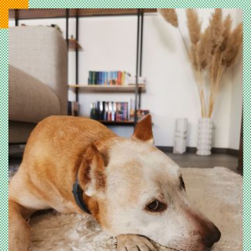 Paya Pets | Boarding & Sitting - Seixal - Pet Sitting