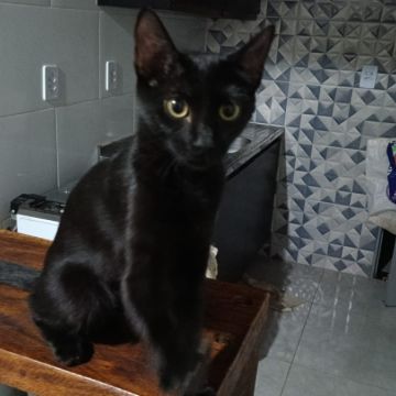 Cia para pets - Loulé - Cuidado y peluquería para mascotas
