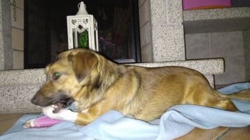Hundepension - Haustierbetreuung und Tierpension