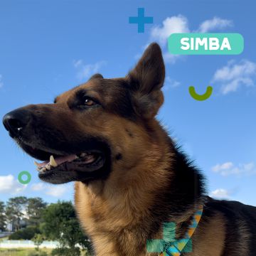Paya Pets | Boarding & Sitting - Seixal - Hundeausführung