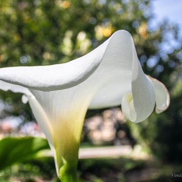 Vanda Estriga - Moita - Photography