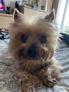 Pension pour chiens
