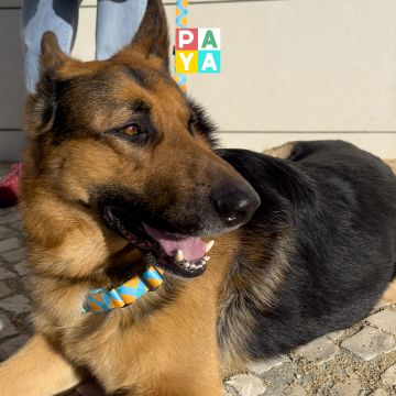 Paya Pets | Boarding & Sitting - Seixal - Hundepension