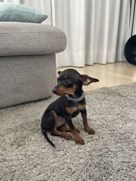 Hotel e Creche para Animais
