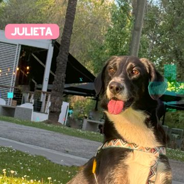 Paya Pets | Boarding & Sitting - Seixal - Tierarzt
